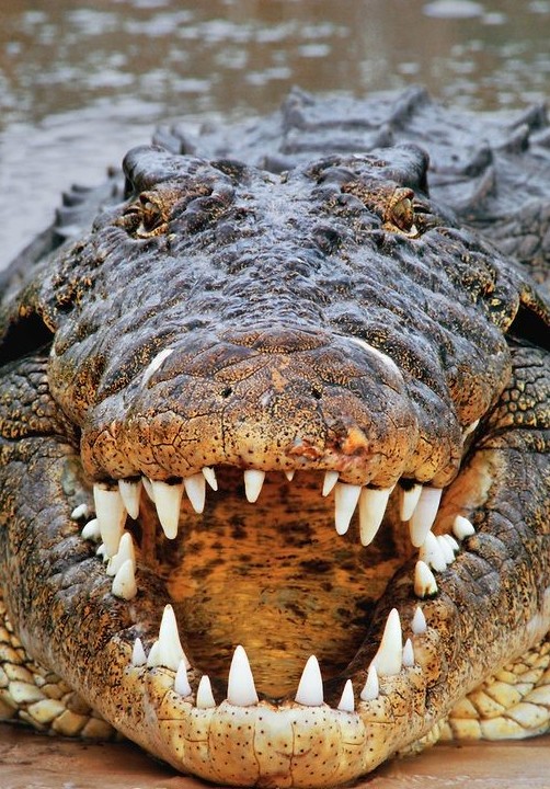 Чтобы пережить отсутствие пищи и засуху, некоторые виды крокодилов впадают в спячку. При этом у них замедляется обмен веществ и робота всех жизненно важных органов. В таком состоянии крокодил может прожить около 2 лет.