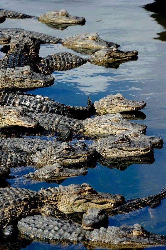 Самый старый крокодил в мире – крокодил по имени Генри, возраст которого 114 лет.