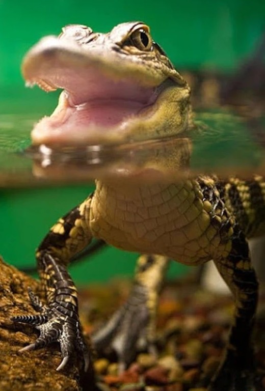 Самый маленький крокодил — это карликовый (Osteolaemus tetraspis), самые крупные взрослые особи не более 190 см в длину.
