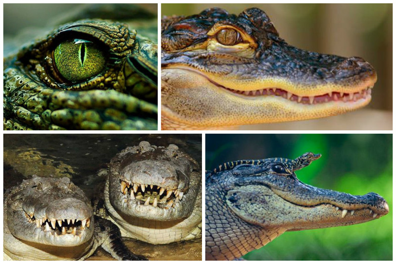 Часто крокодилы лежат подолгу с открытой пастью — так они охлаждаются.
