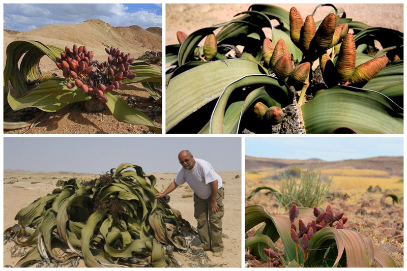 Вельвичия удивительная (Welwitschia mirabilis)  удивительное растение пустыни