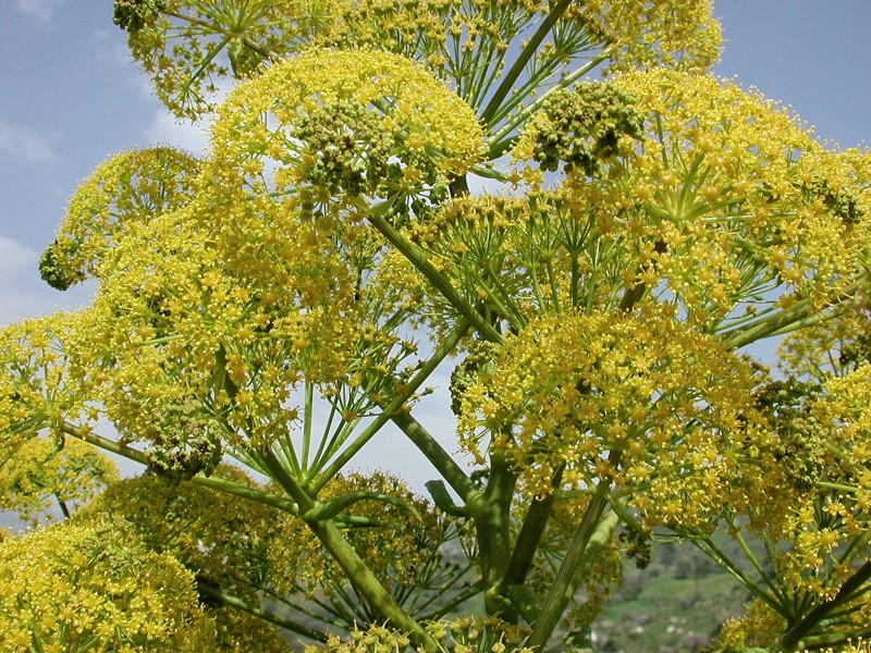 Ферула, растение достигающее 3 метров в высоту, Авиценна считал, что регулярное применение этого растения создает благоприятные условия для восстановления защитных сил организма