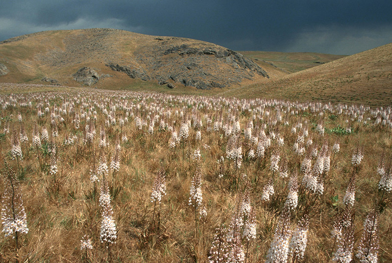  Лилия лисохвост  (эремурус) в пустыне Кызылкум, Узбекистан