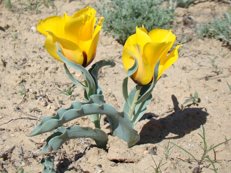 Тюльпан Борщева - одно из самых часто встречающихся растений многих пустынь