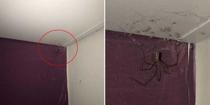 Девушка хотела убрать «паутину» в спальне, но увиденное оказалось её худшим кошмаром
