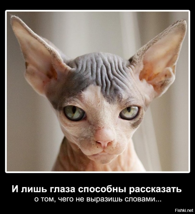 Самые смешные картинки со словами
