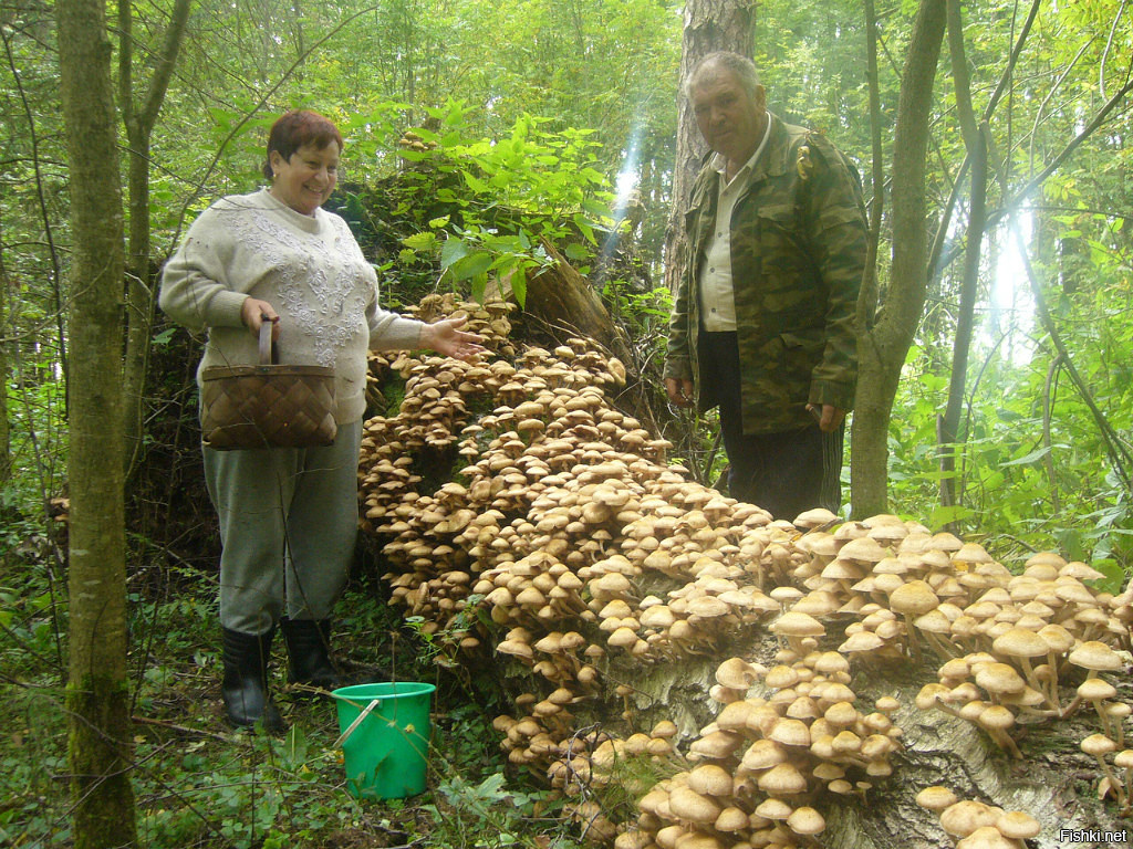 Кабаны на Бештау