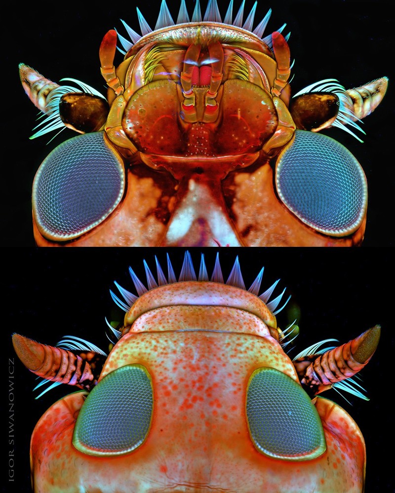 Макрофотографии крохотных существ от Игоря Сивановича