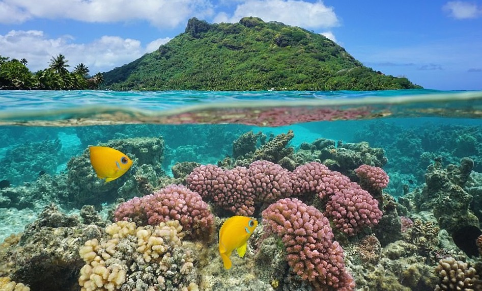 Кораллы острова Хуахине, Французская Полинезия