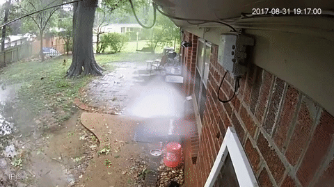 Собачий инстинкт