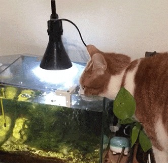 "Брат Митька помирает, ухи просит