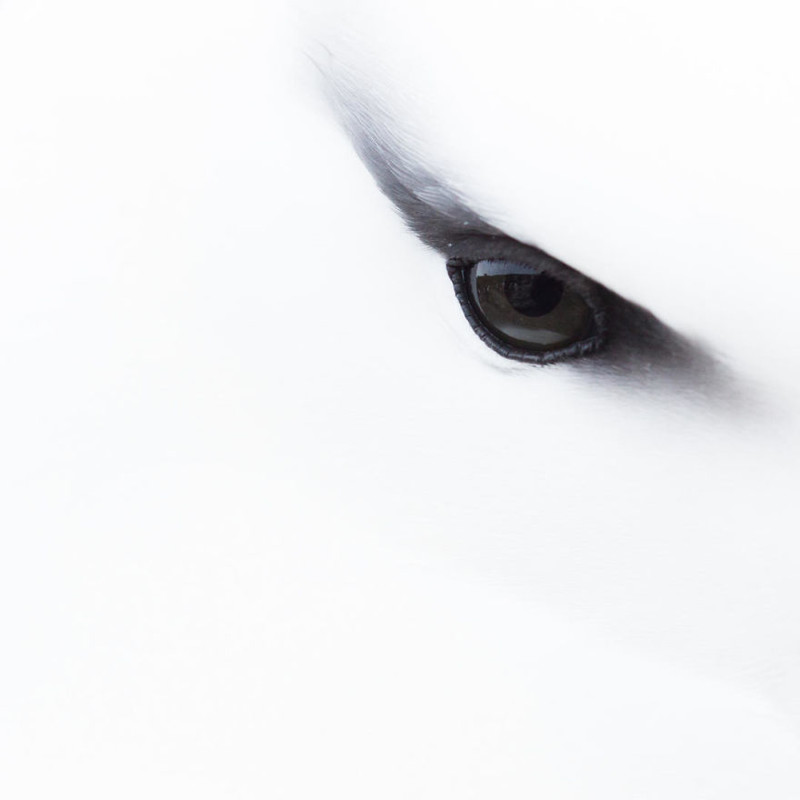 10. Глаз альбатроса. Джессика Винтер