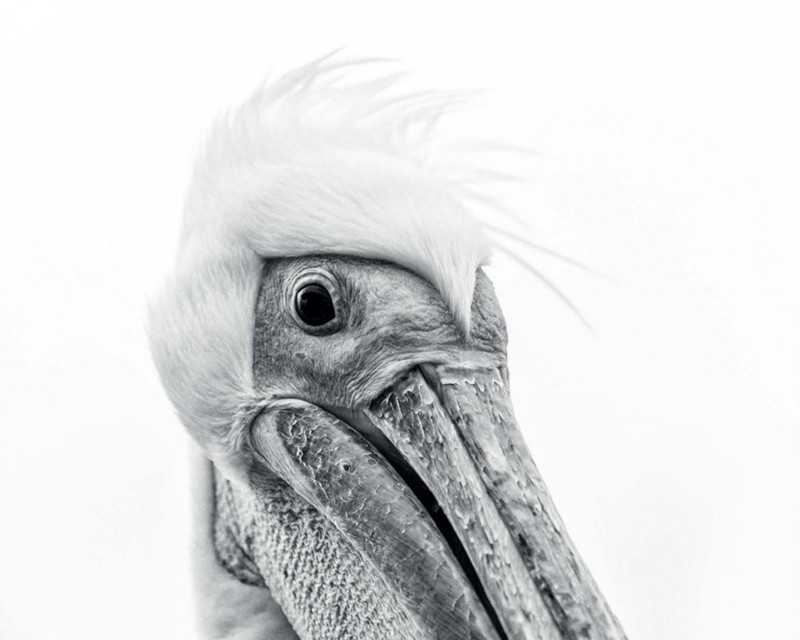 17. Портрет пеликана. Анна-Март Крюгер, Намибия