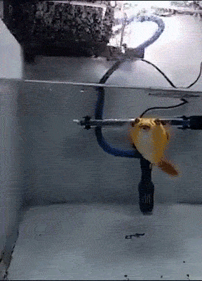 Быстро она его разделала