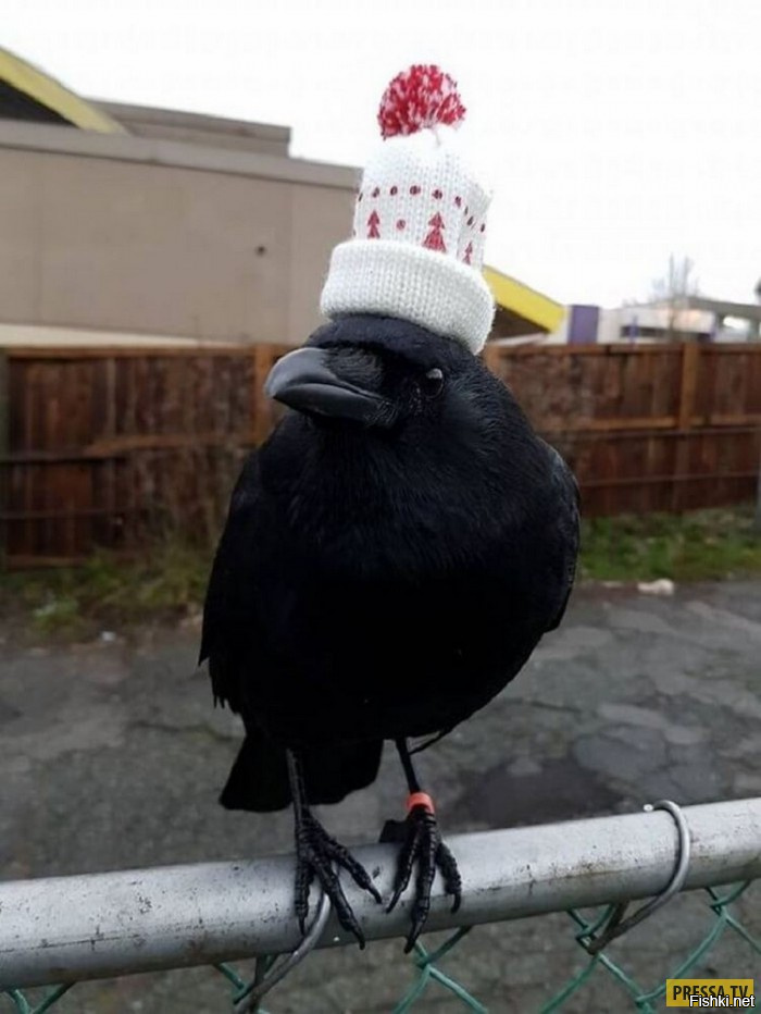 Одну зимнюю шапку можно