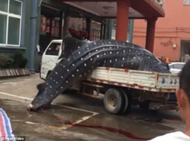 Шокирующее видео: китайские рыбаки распиливают на части китовую акулу