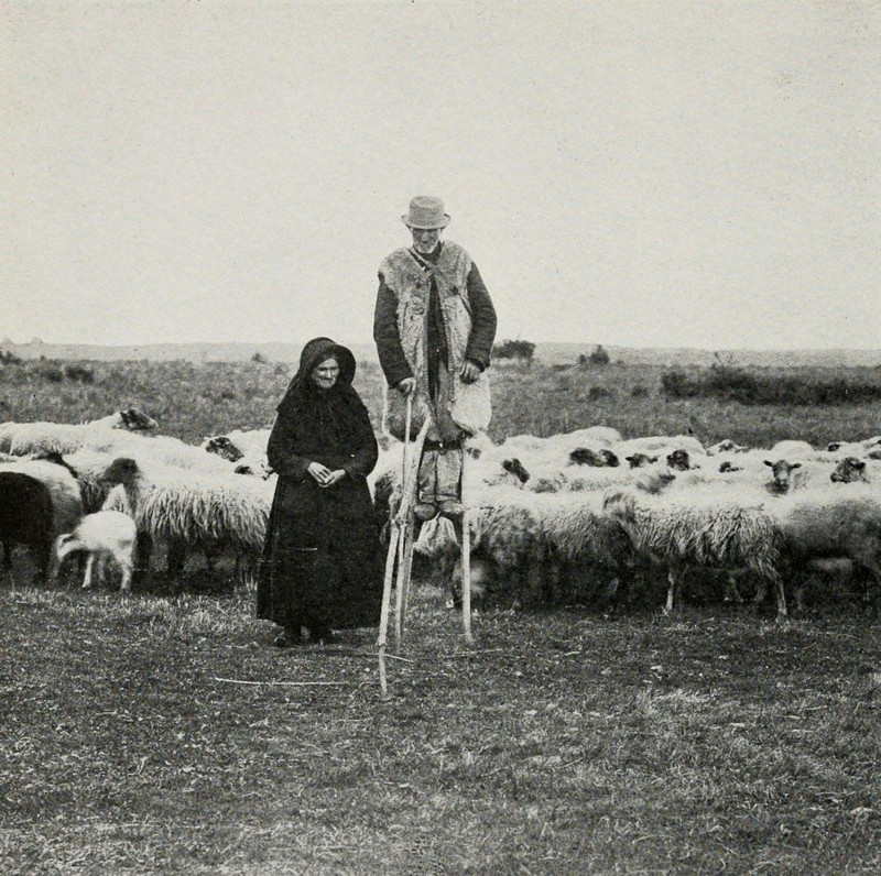 Пастухи на ходулях