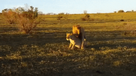 Блюститель порядка