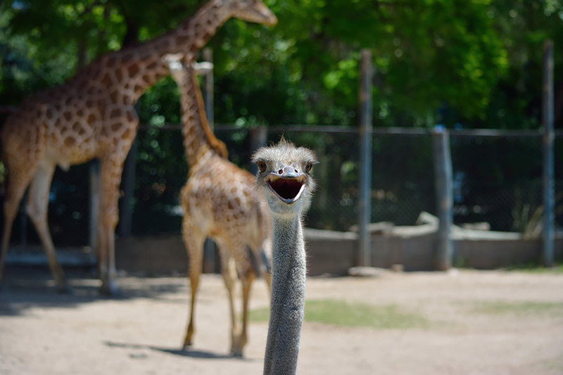 Да ерунда эти жирафы! У меня шея длиннее!