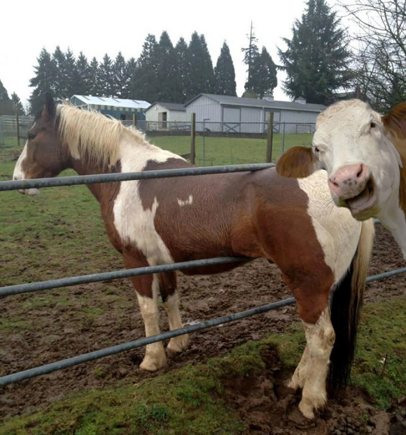 У этой коровы не самое приличное чувство юмора