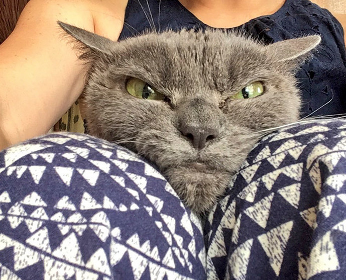 Знакомьтесь, самая сердитая кошка в мире – Шамо