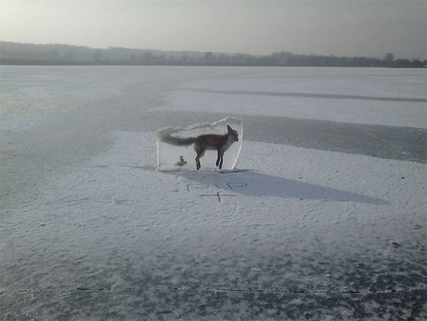 Кто-то нашел лисицу и вытащил ее на поверхность, чтобы предостеречь людей: не ходите по льду