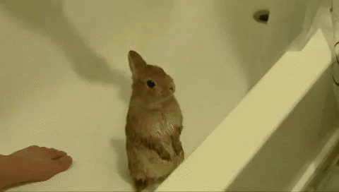 Просто кролик, принимающий душ в ванной