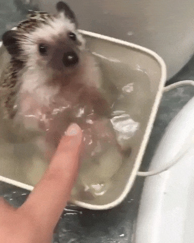 25 умилительных домашних животных, которые обожают принимать ванну