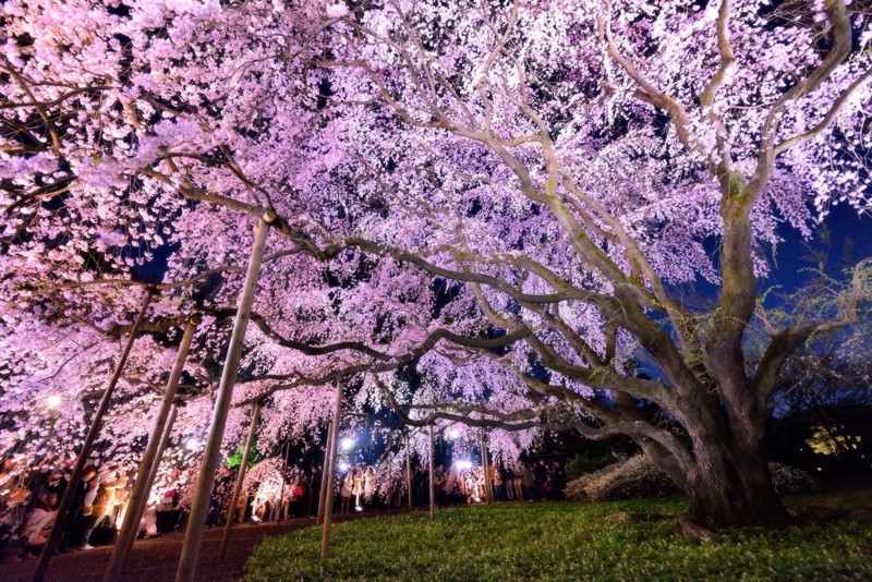 Цветение сакуры в японии