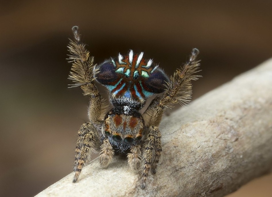 В Австралии обнаружен самый красивый в мире паук