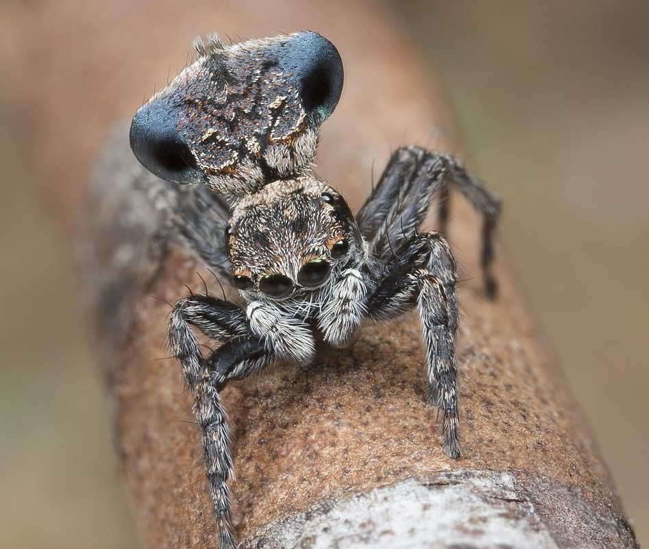 В Австралии обнаружен самый красивый в мире паук