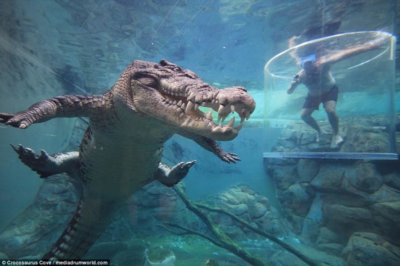 "Клетка смерти" — аттракцион с гигантскими крокодилами для истинных экстремалов
