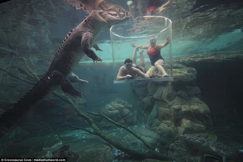 "Клетка смерти" — аттракцион с гигантскими крокодилами для истинных экстремалов