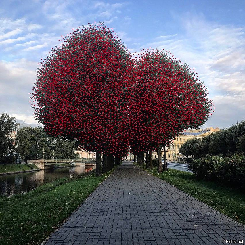 Фото дерево в форме сердца