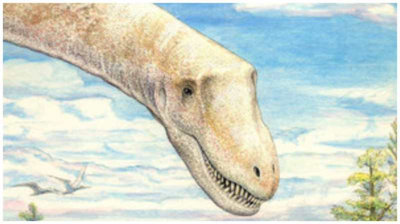 Sarmientosaurus musacchioi, новый вид титанозавра.
