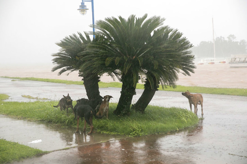 Самана, Доминикана. Собаки спасаются от стихии