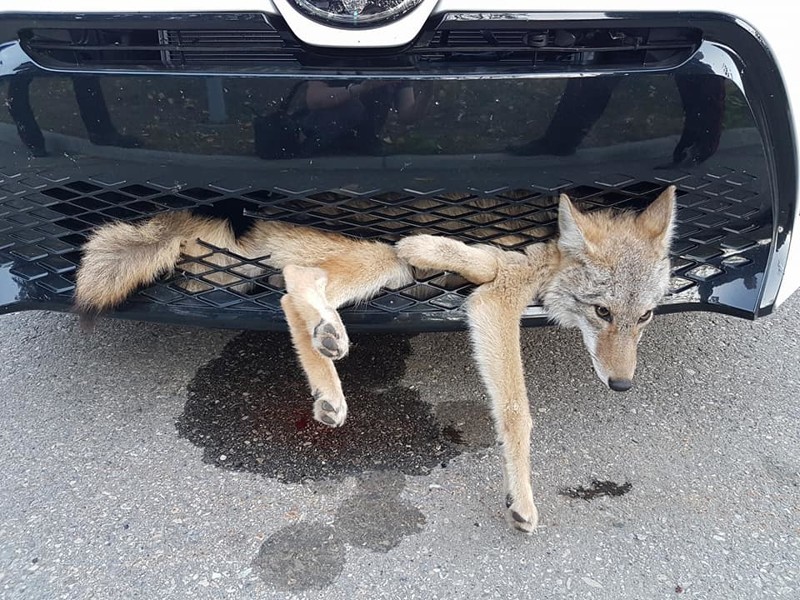 Машина сбила койота, но тот оказался очень везучим и почти не пострадал