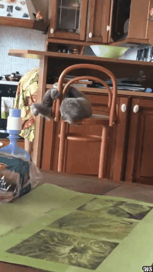 Котик доигрался