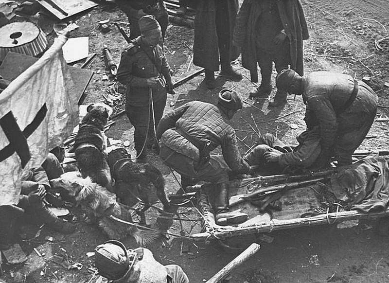 Доставка советских раненых в медсанбат на волокуше с собаками. Германия, 1945 год.