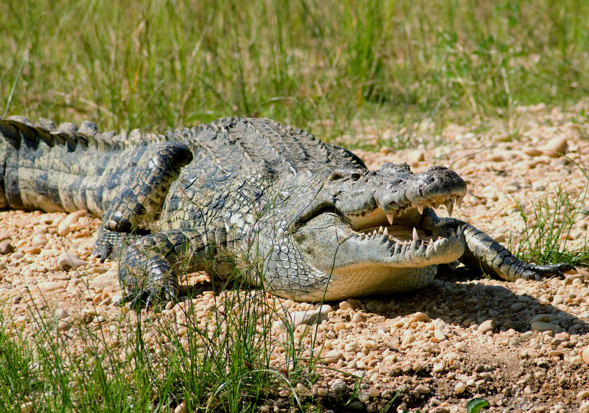 Крокодил картинка. Нильский крокодил. Африканский Нильский крокодил. Нильский Аллигатор.