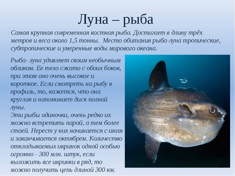На Сахалине рыбаки выловили из моря рыбу-луну весом больше тонны
