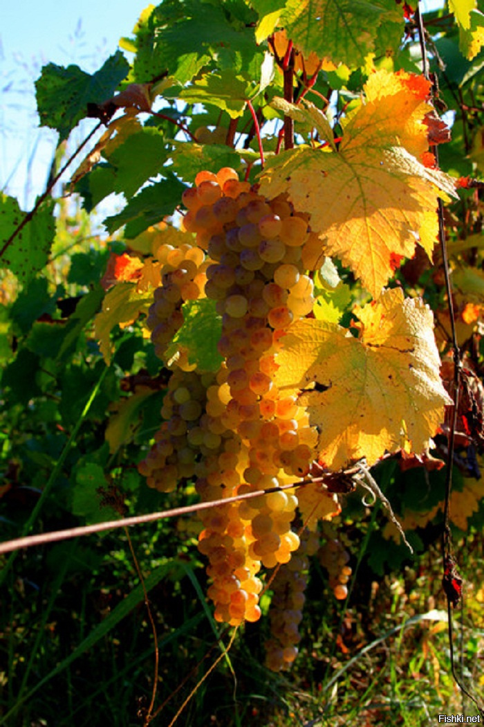 Картинки осень виноград. Кахетинский виноград. Кахетия осень виноград. Виноград autumn King. Осенние виноградники.