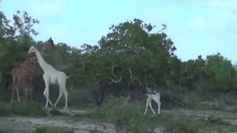 Впервые на видео: белые жирафы