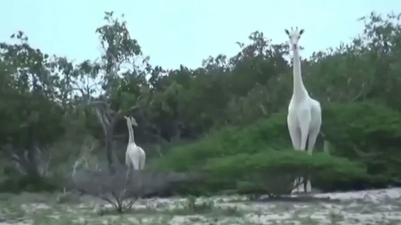 Впервые на видео: белые жирафы