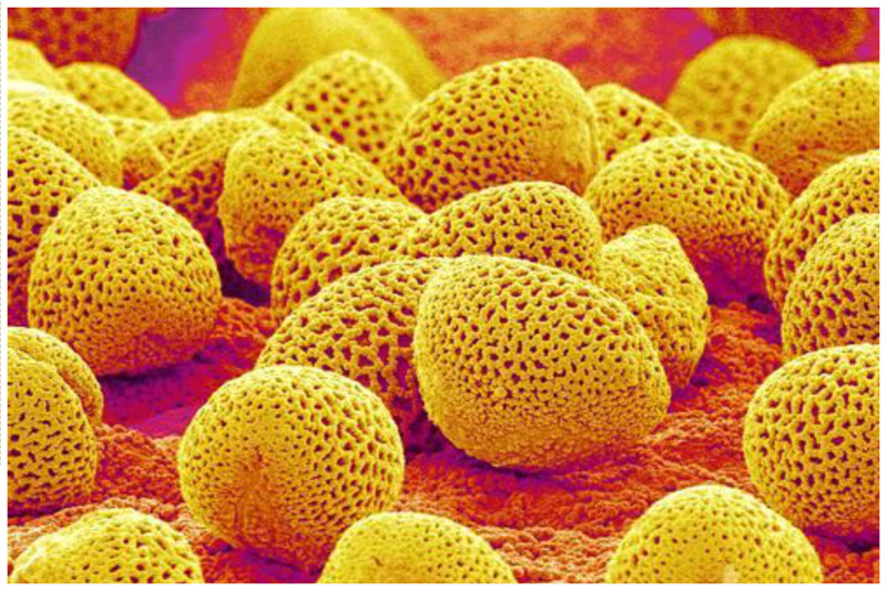 Пыльца цветов под микроскопом