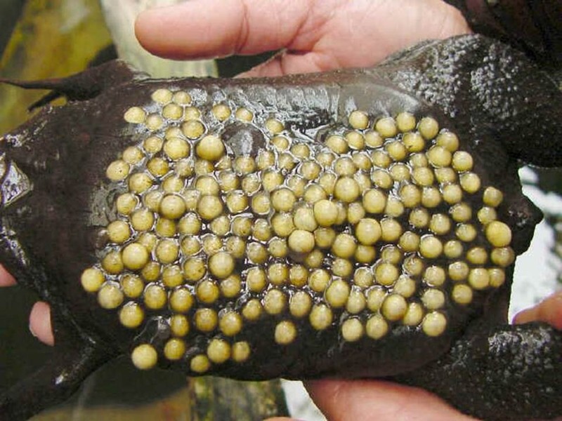 Лягушка - суринамская пипа (икринки носит на спине, они зарастают кожей, а затем сформировавшиеся лягушата прорывают кожу)