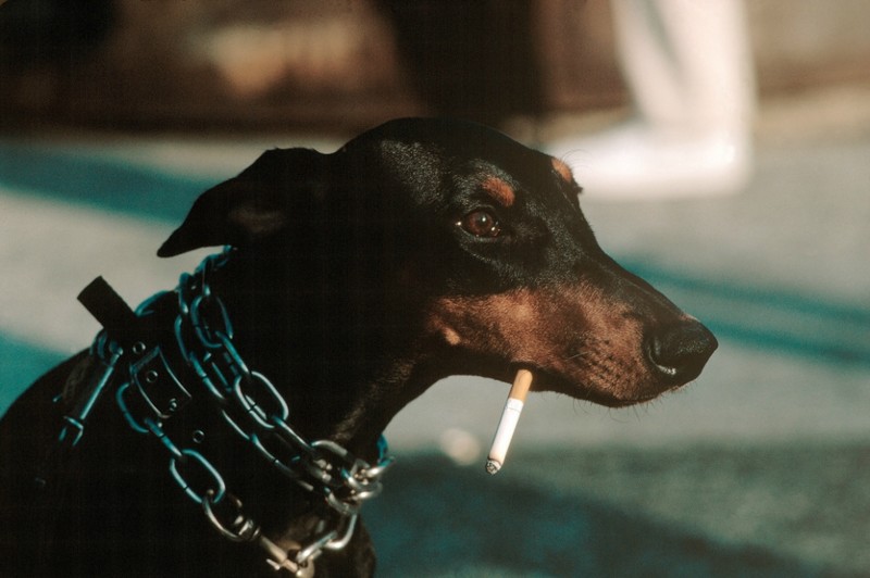Пес с сигаретой в Вашингто-сквер парке