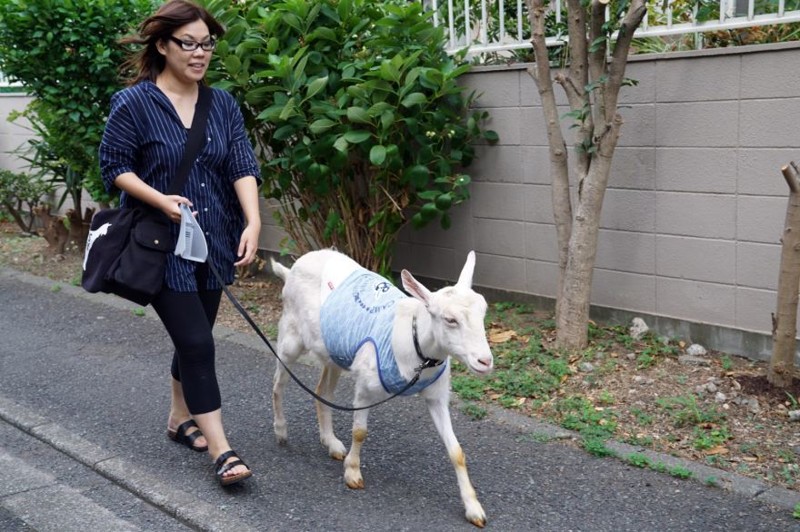 Японка 8 лет живёт со своим лучшим другом-козлом