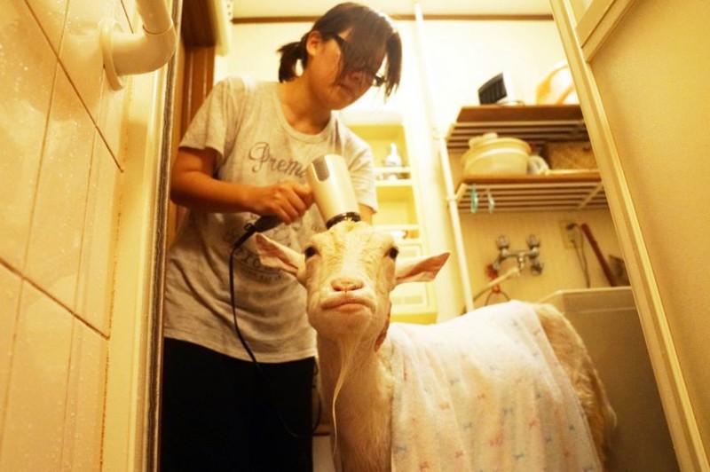 Японка 8 лет живёт со своим лучшим другом-козлом
