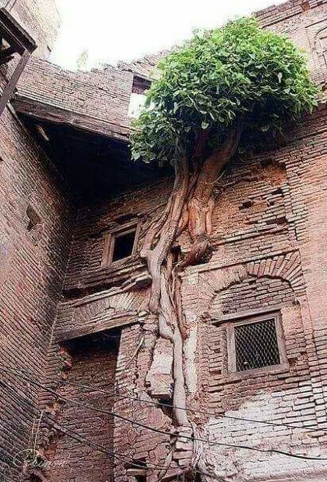 Дерево срослось с домом, Пакистан 
